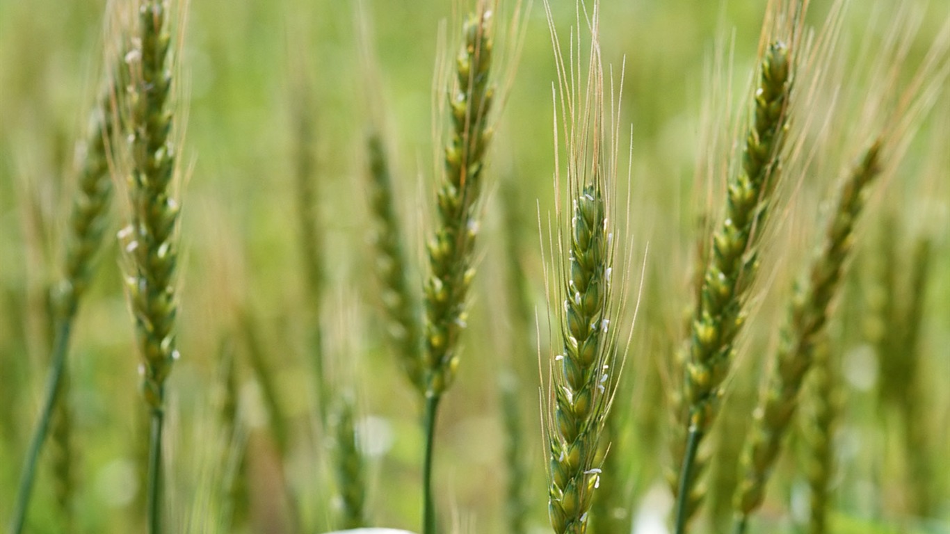 The wheat field wallpaper (1) #12 - 1366x768