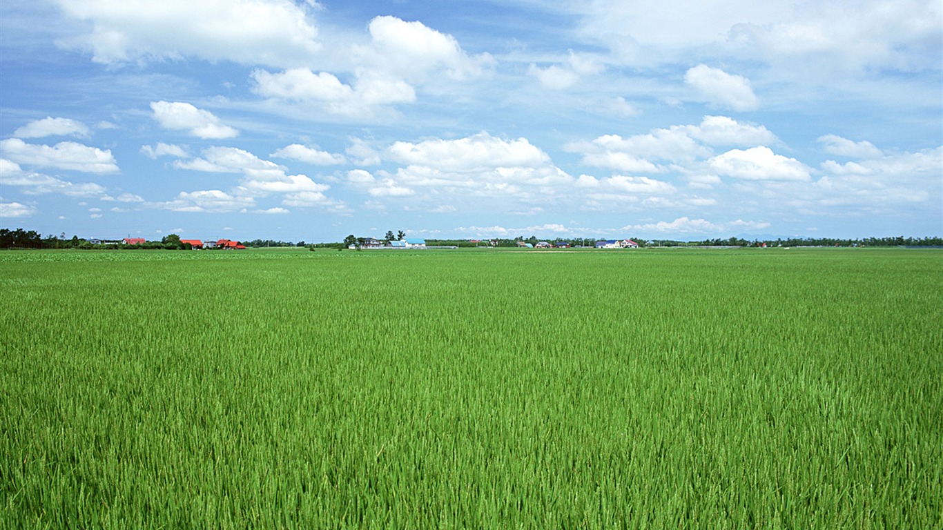 田野麥浪 壁紙(一) #14 - 1366x768