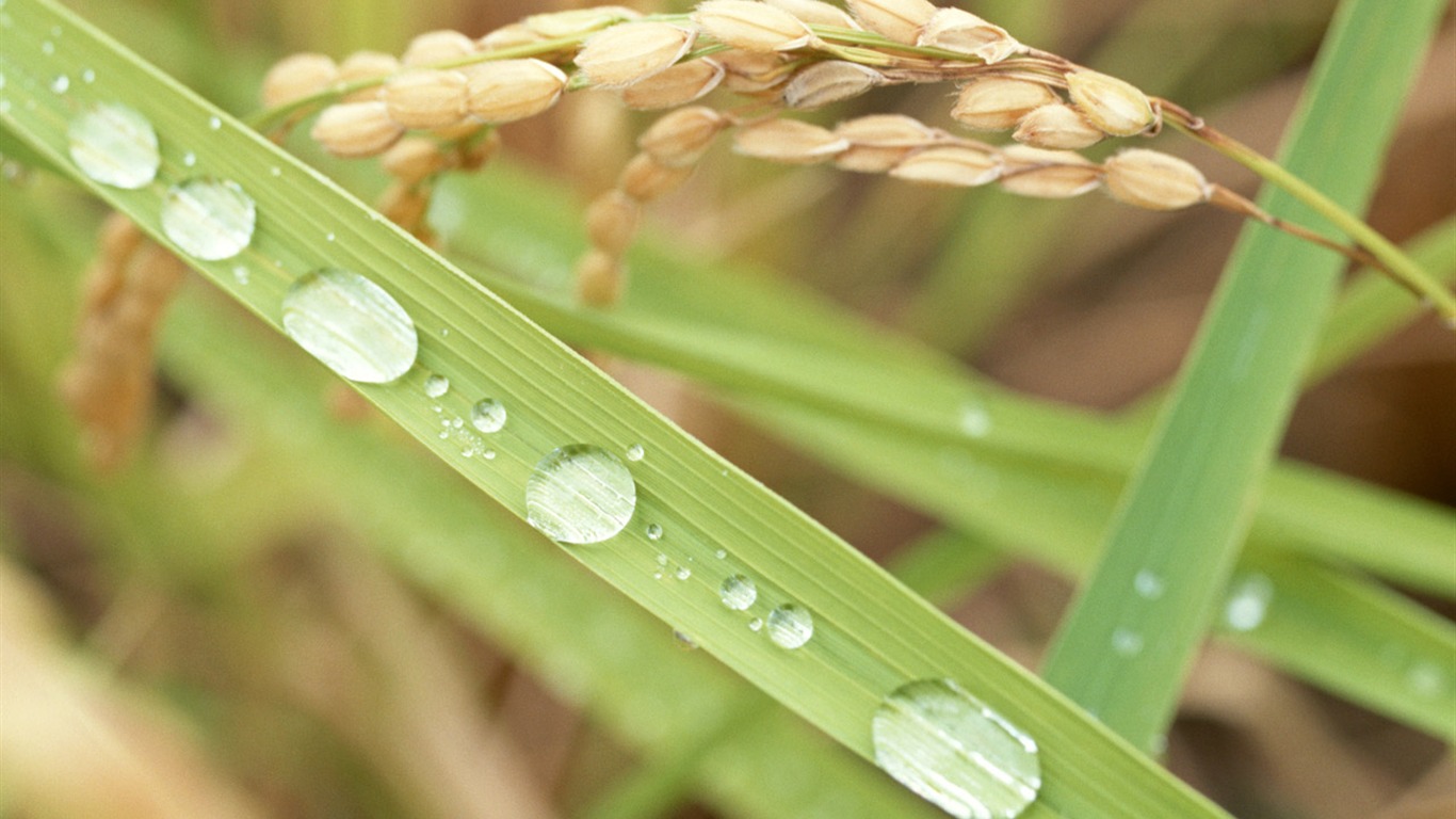 The wheat field wallpaper (1) #15 - 1366x768