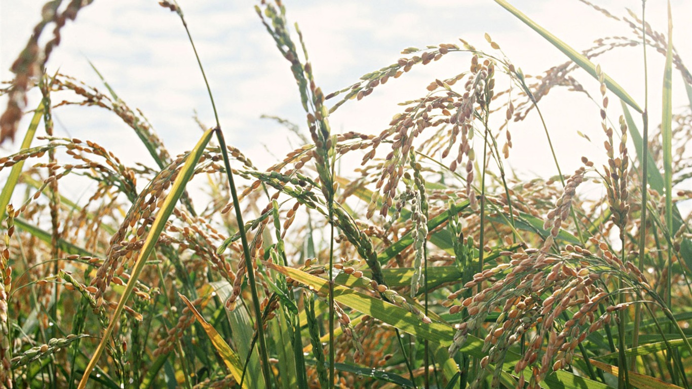 El fondo de escritorio campo de trigo (1) #16 - 1366x768