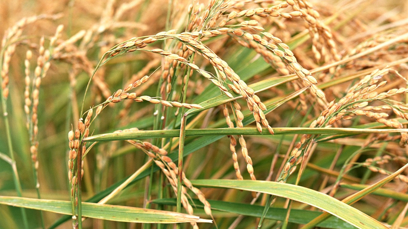 The wheat field wallpaper (1) #17 - 1366x768