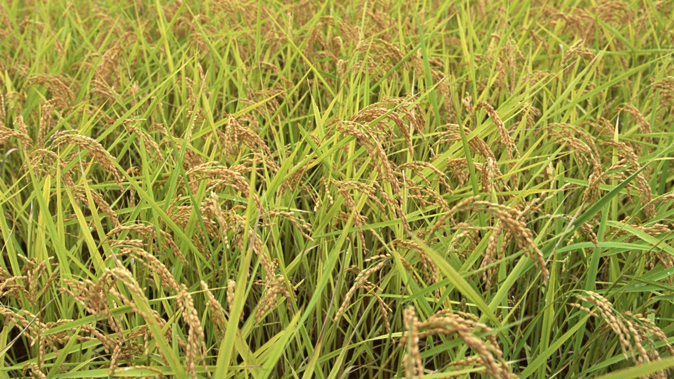 The wheat field wallpaper (1) #18 - 1366x768