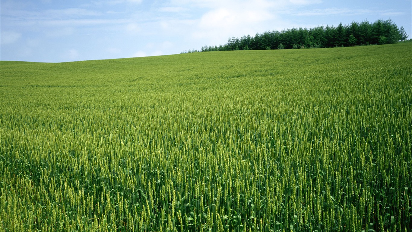 The wheat field wallpaper (1) #19 - 1366x768