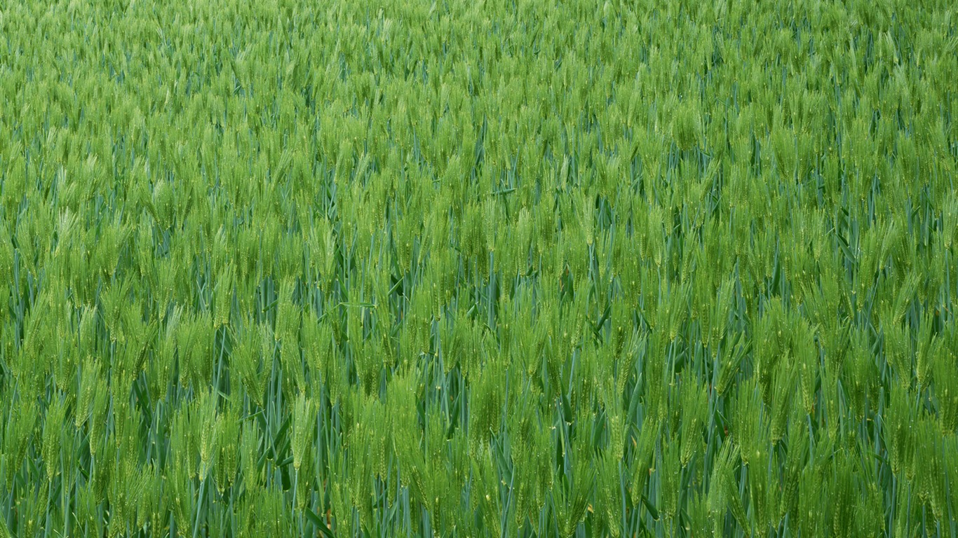 田野麥浪 壁紙(二) #7 - 1366x768