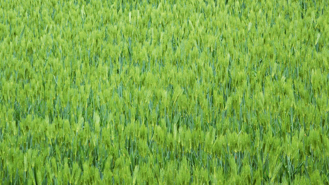 田野麥浪 壁紙(二) #8 - 1366x768