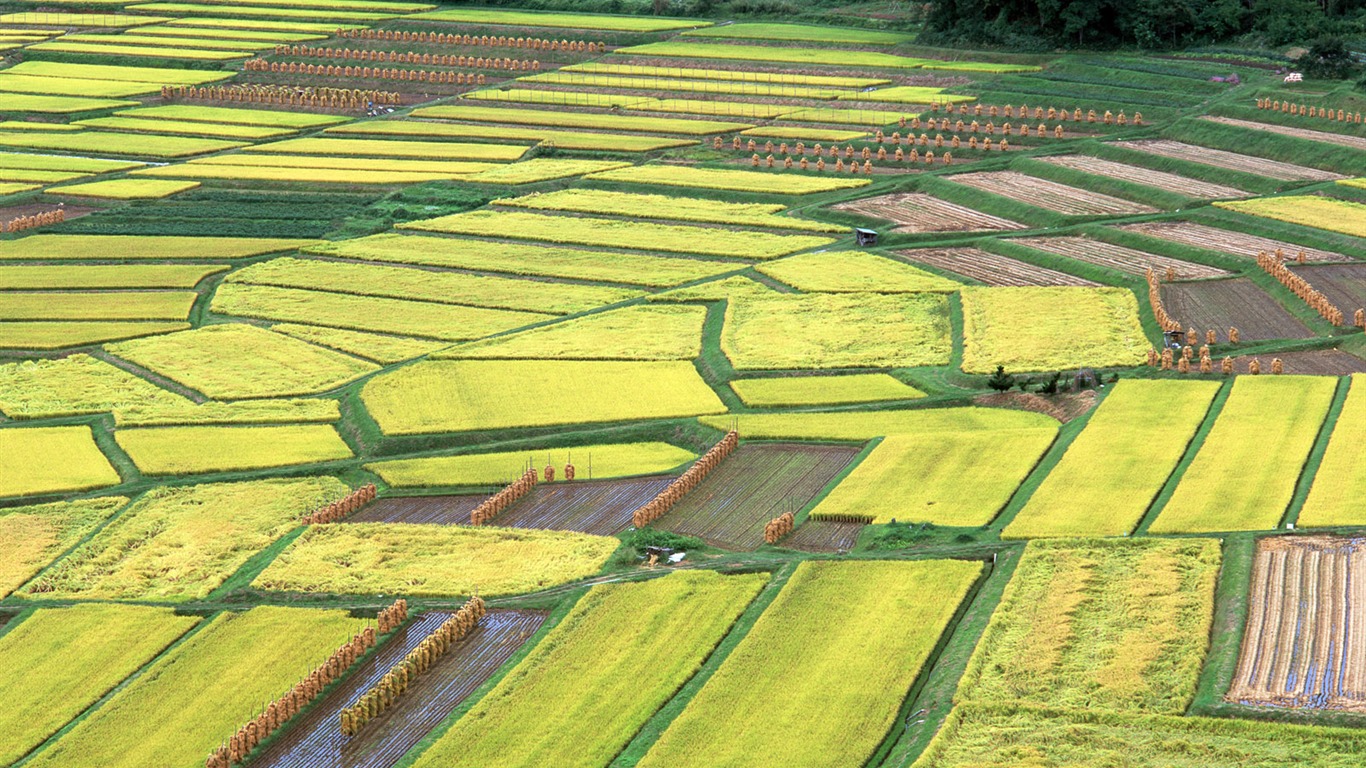 El fondo de escritorio campo de trigo (2) #11 - 1366x768