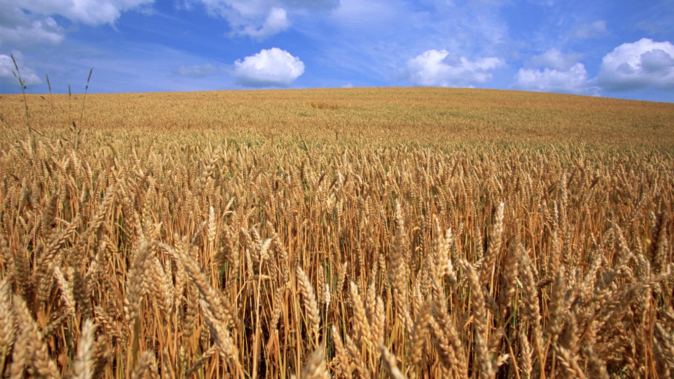 The wheat field wallpaper (21) #18 - 1366x768