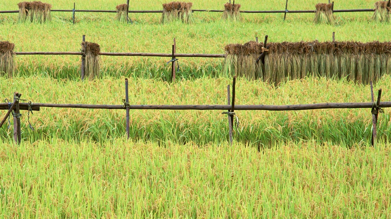 밀 필드 벽지 (2) #19 - 1366x768