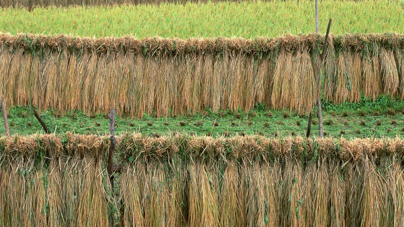 El fondo de escritorio campo de trigo (2) #20 - 1366x768