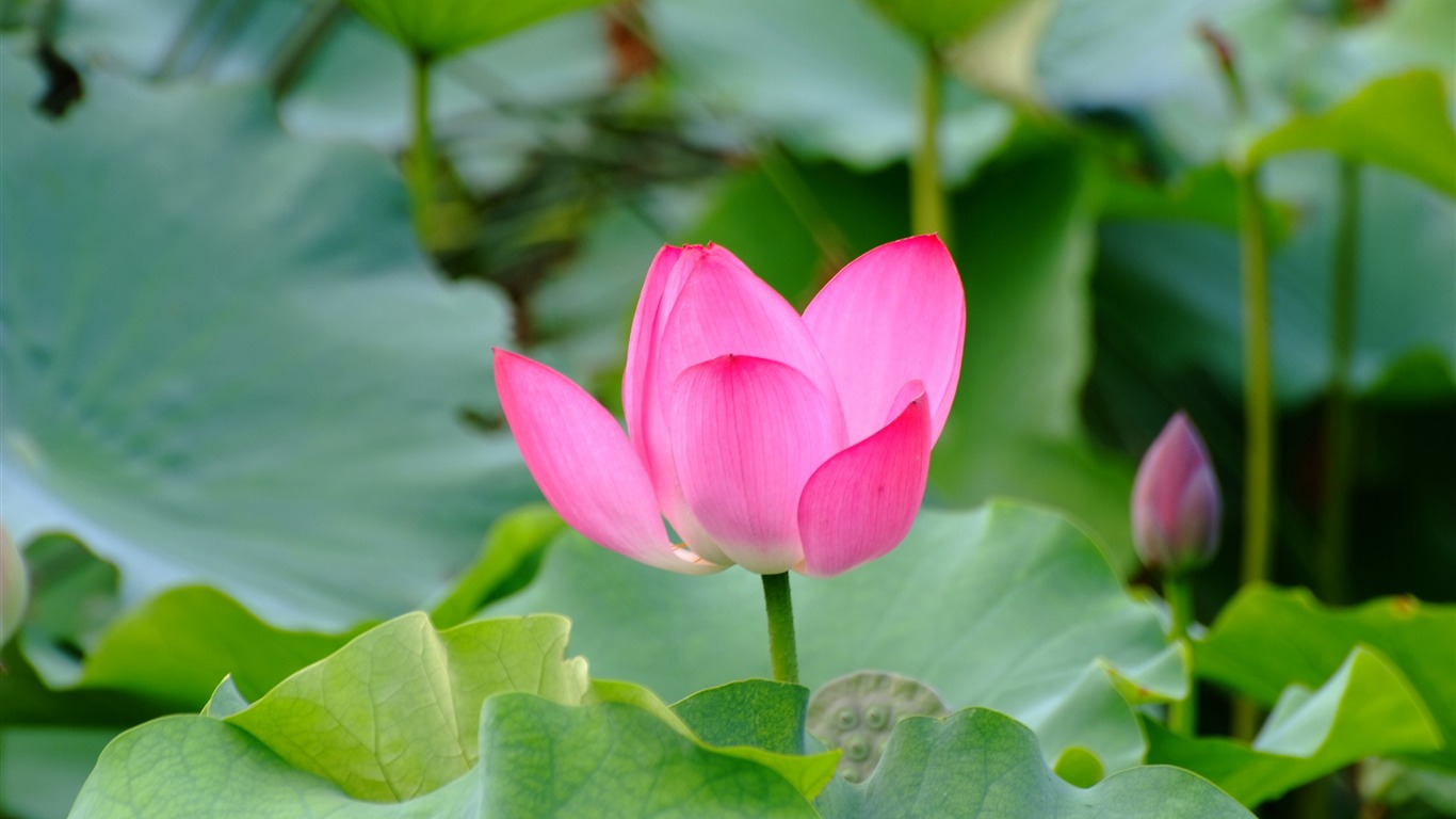 Rose Garden of the Lotus (rebar works) #1 - 1366x768