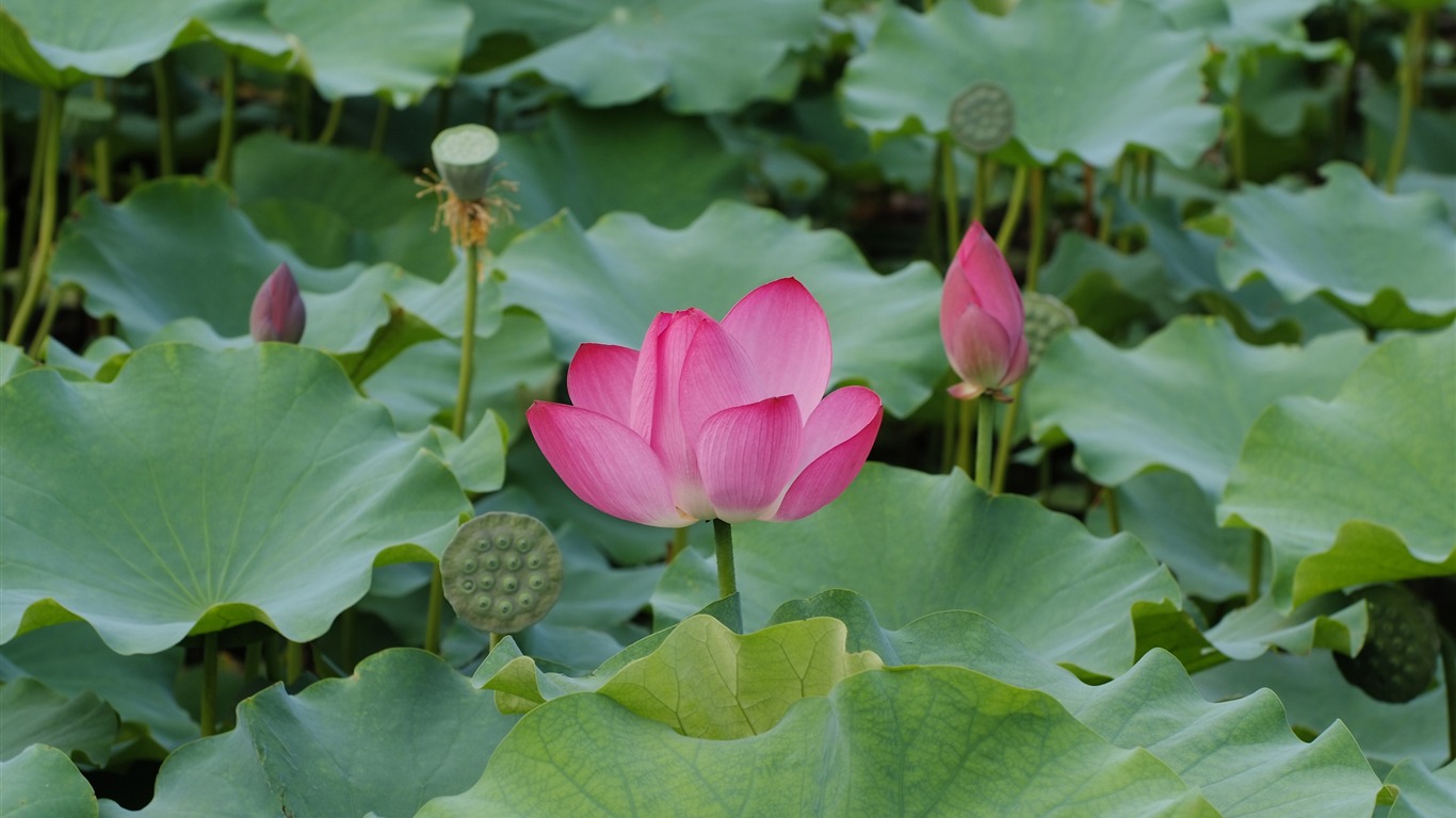 Rose Garden of the Lotus (rebar works) #2 - 1366x768