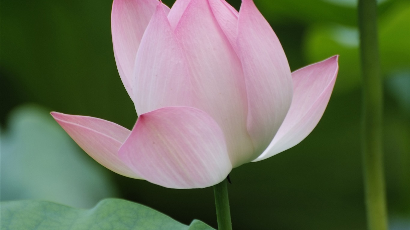 Rose Zahrada Lotus (prutu práce) #3 - 1366x768
