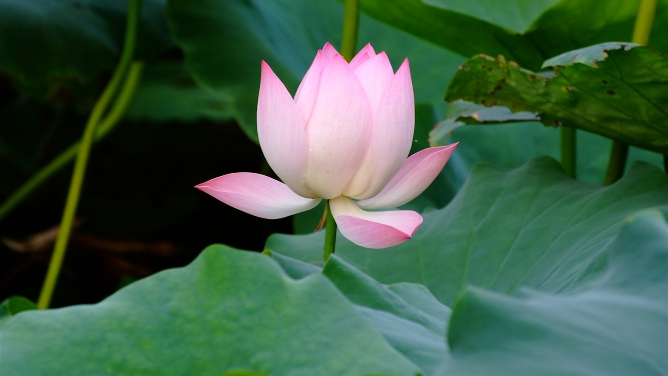 Rose Garden of the Lotus (rebar works) #4 - 1366x768