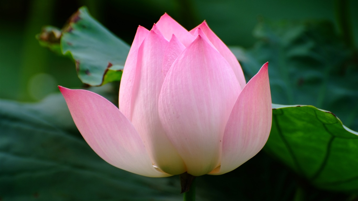 Rose Garden of the Lotus (rebar works) #6 - 1366x768