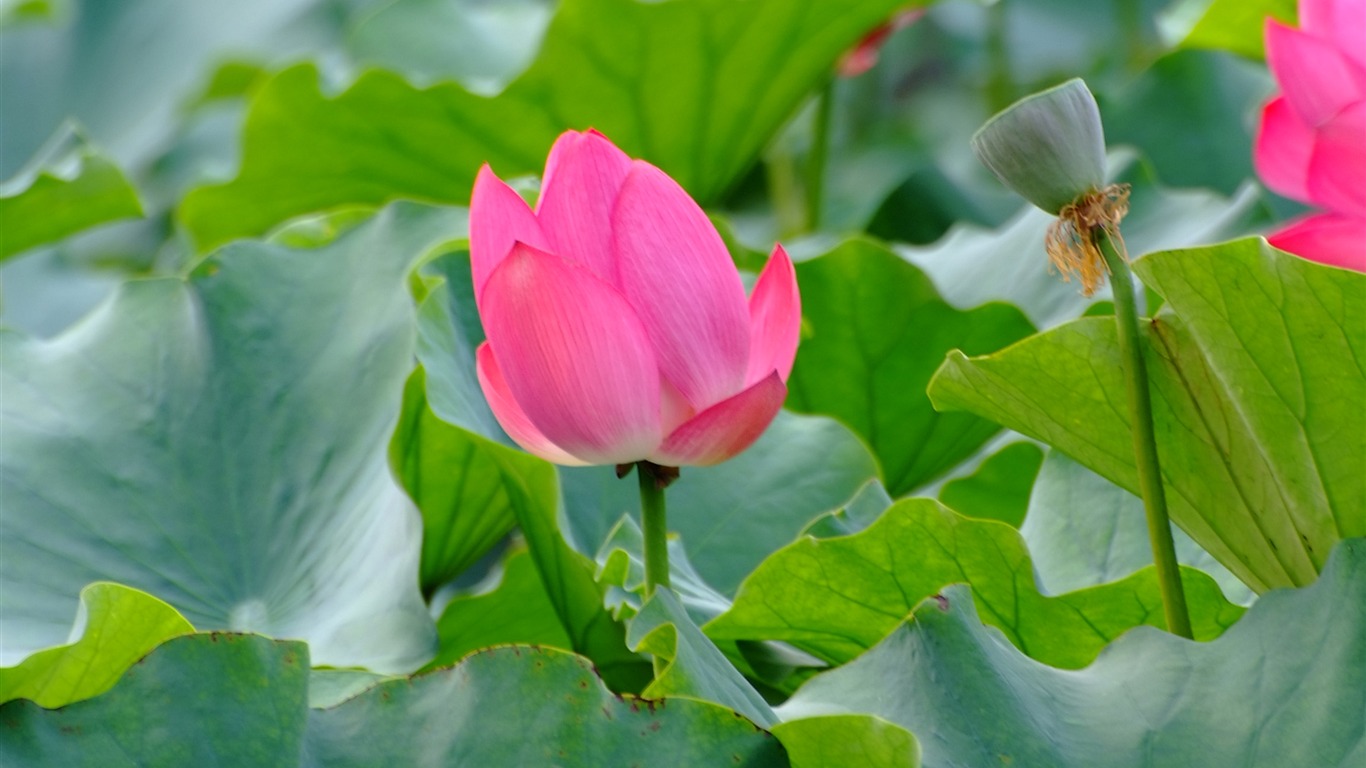 Rose Zahrada Lotus (prutu práce) #7 - 1366x768