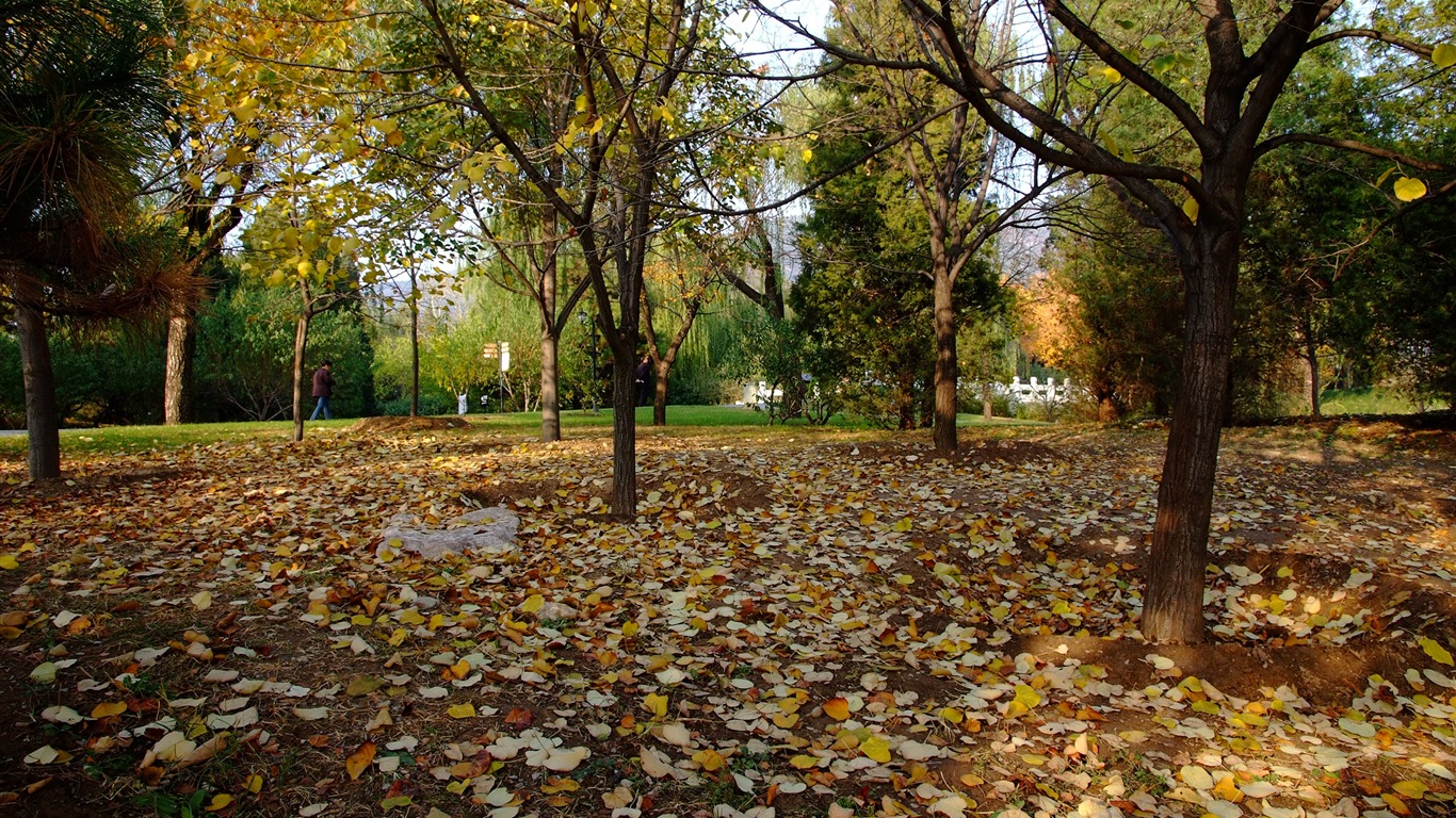 Xiangshan podzimní zahrada (prutu práce) #3 - 1366x768