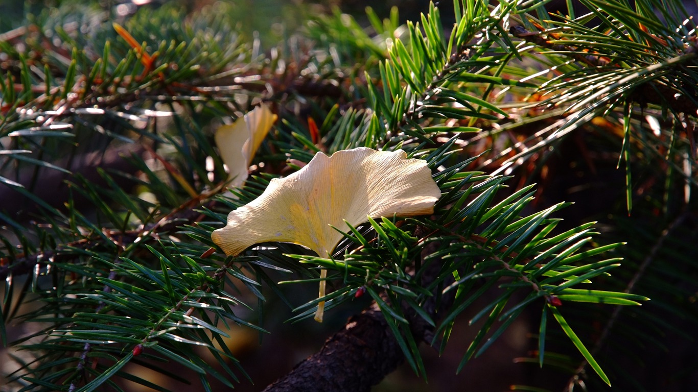 Xiangshan podzimní zahrada (prutu práce) #4 - 1366x768