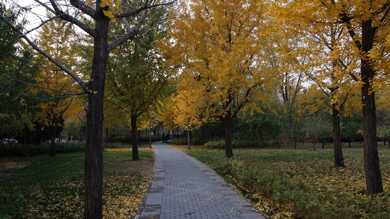 Xiangshan podzimní zahrada (prutu práce) #14 - 1366x768