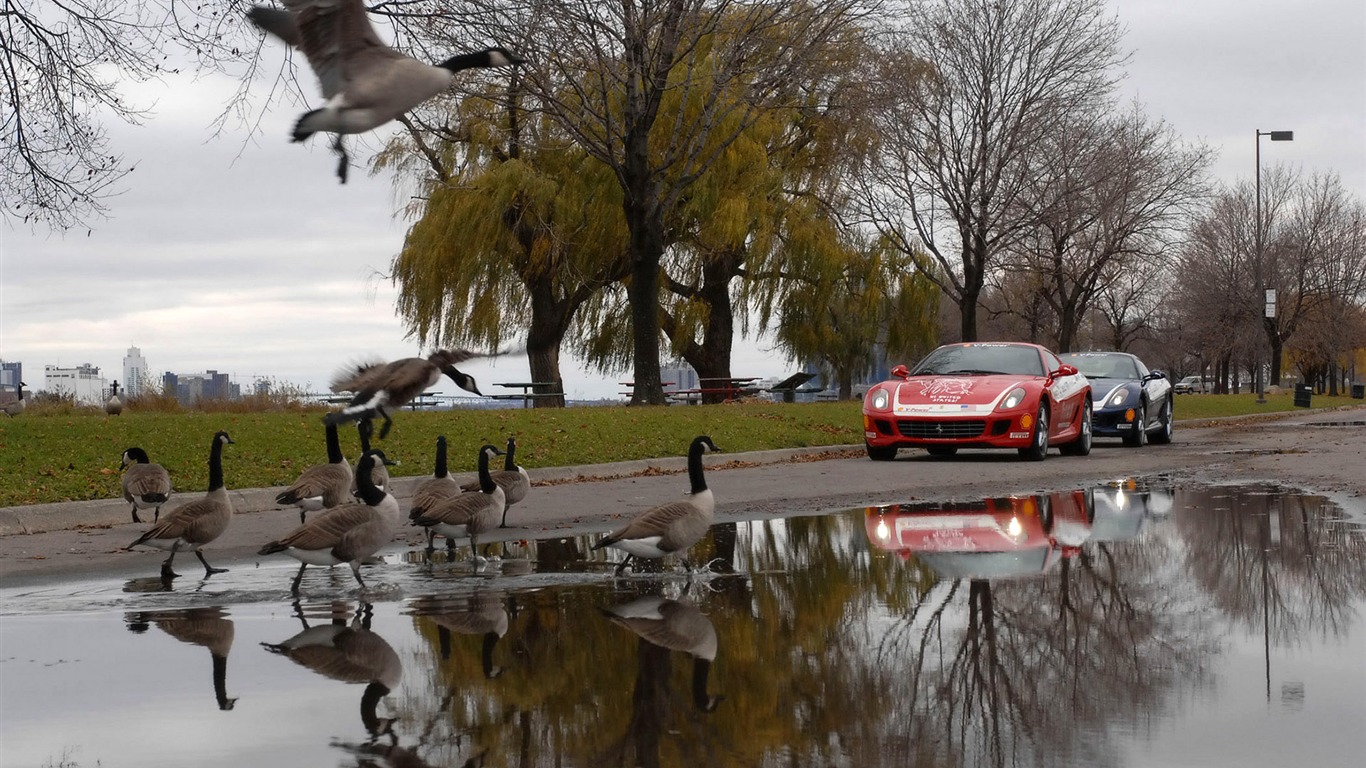 Ferrari wallpaper album (3) #14 - 1366x768
