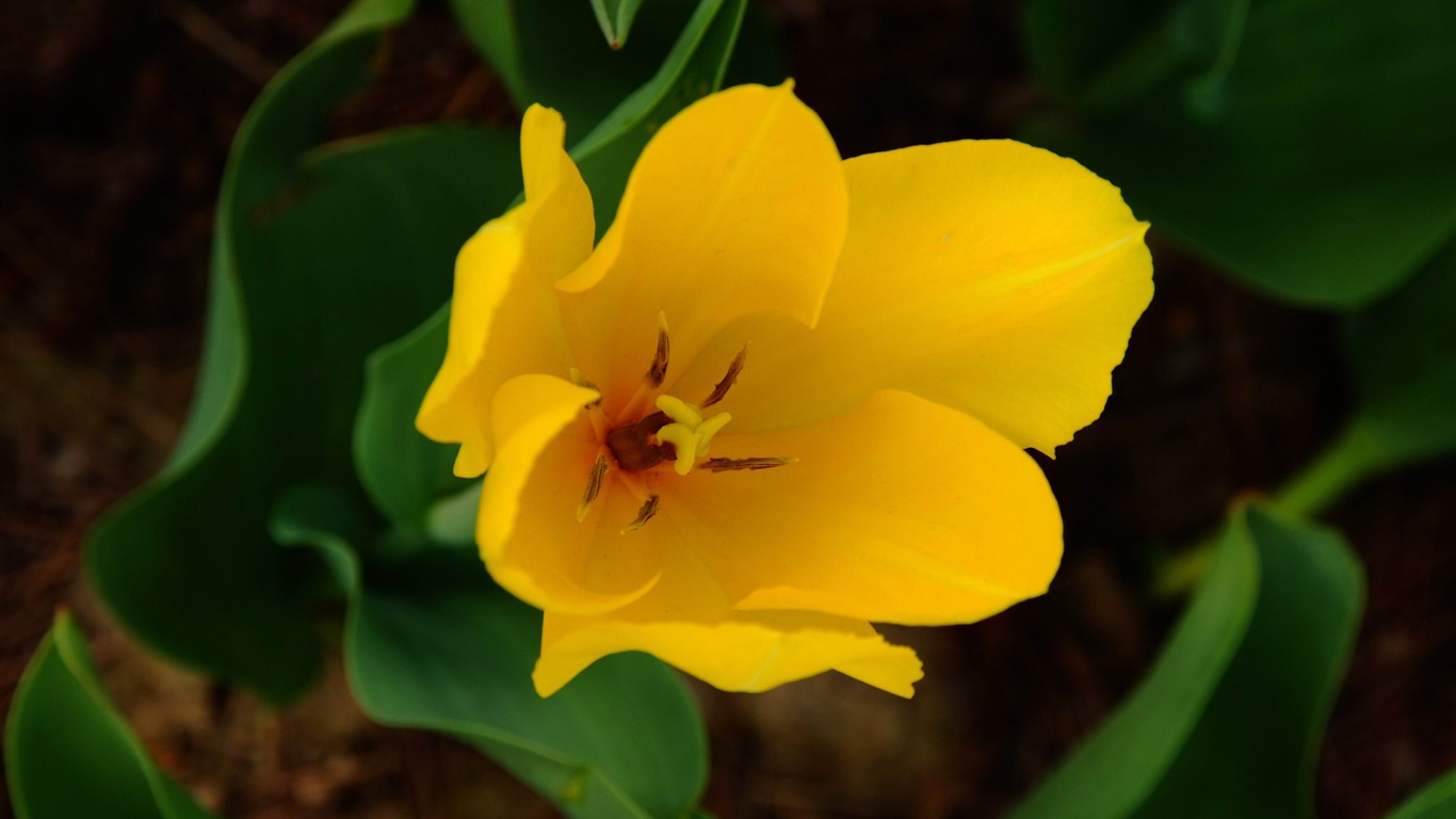 Zvíře květina Makro (prutu práce) #3 - 1366x768
