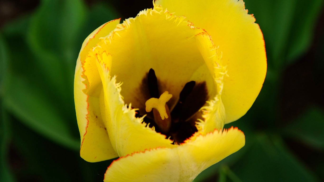 Animal Flower Macro (rebar works) #4 - 1366x768