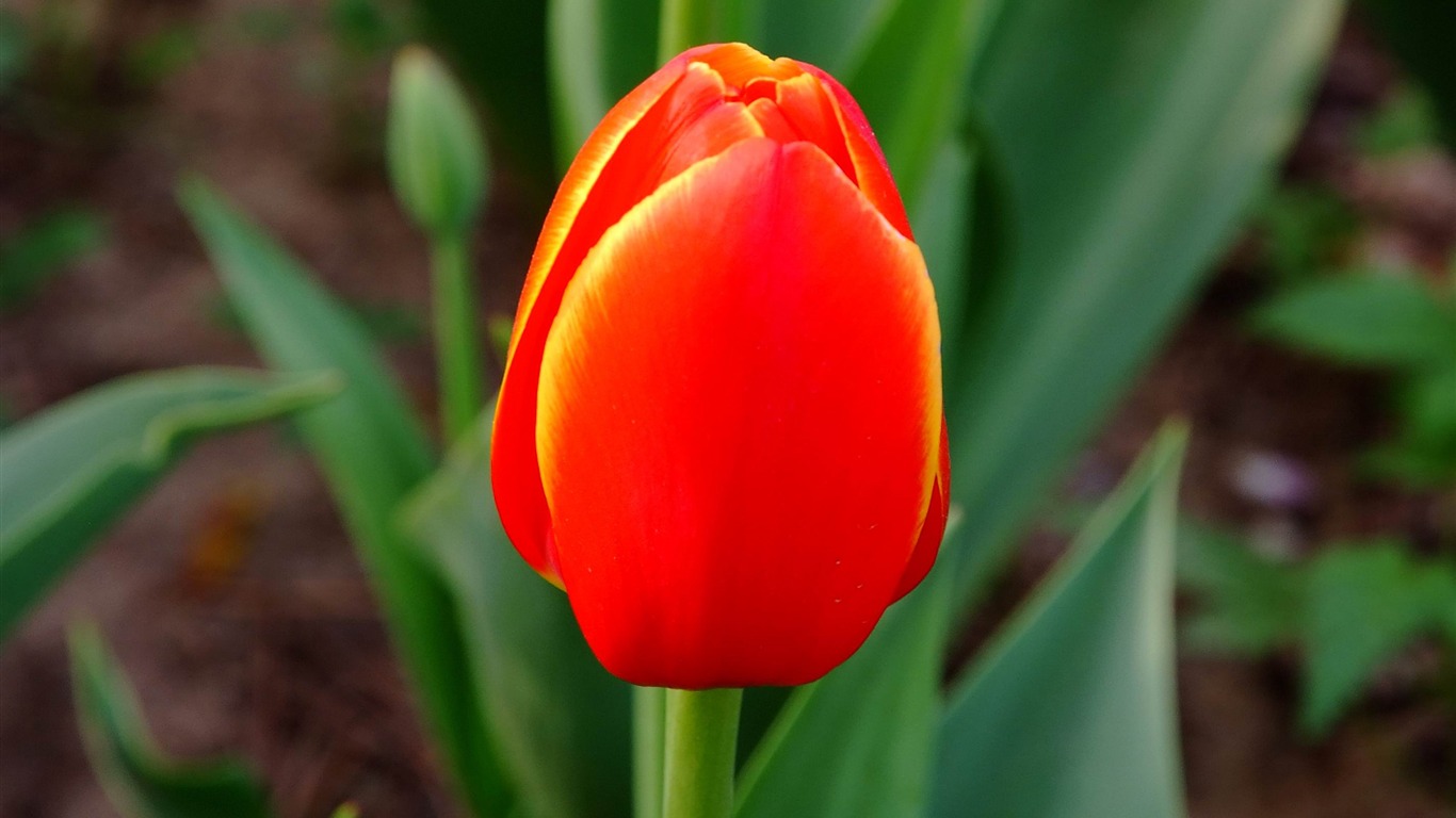 Animal Flower Macro (rebar works) #6 - 1366x768