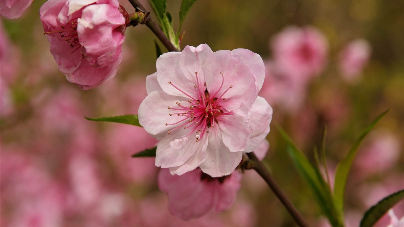 Animal Fleur Macro (œuvres des barres d'armature) #7 - 1366x768