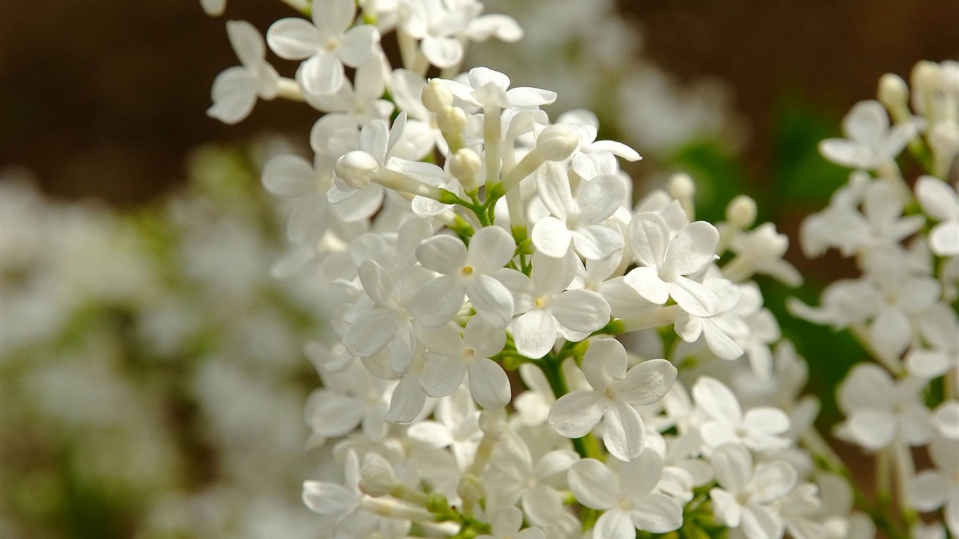 Animal Flower Macro (Bewehren) #8 - 1366x768