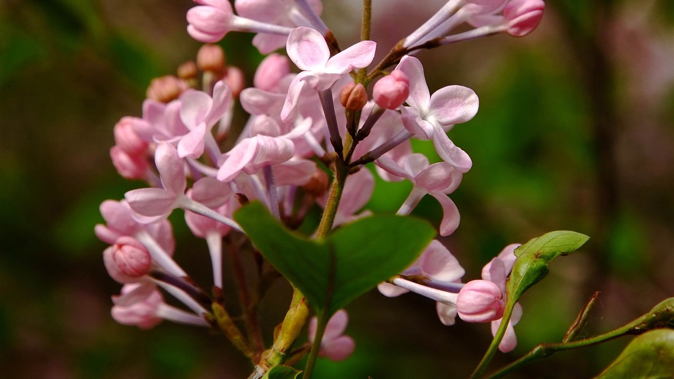 Animal Fleur Macro (œuvres des barres d'armature) #9 - 1366x768