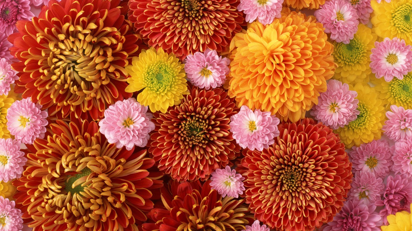 1680鮮花綠葉背景 壁紙(一) #2 - 1366x768