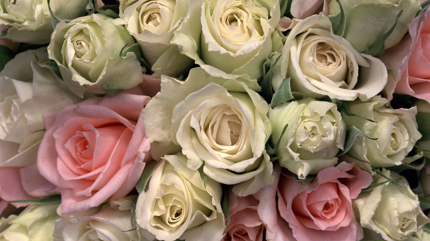 1680鮮花綠葉背景 壁紙(一) #5 - 1366x768