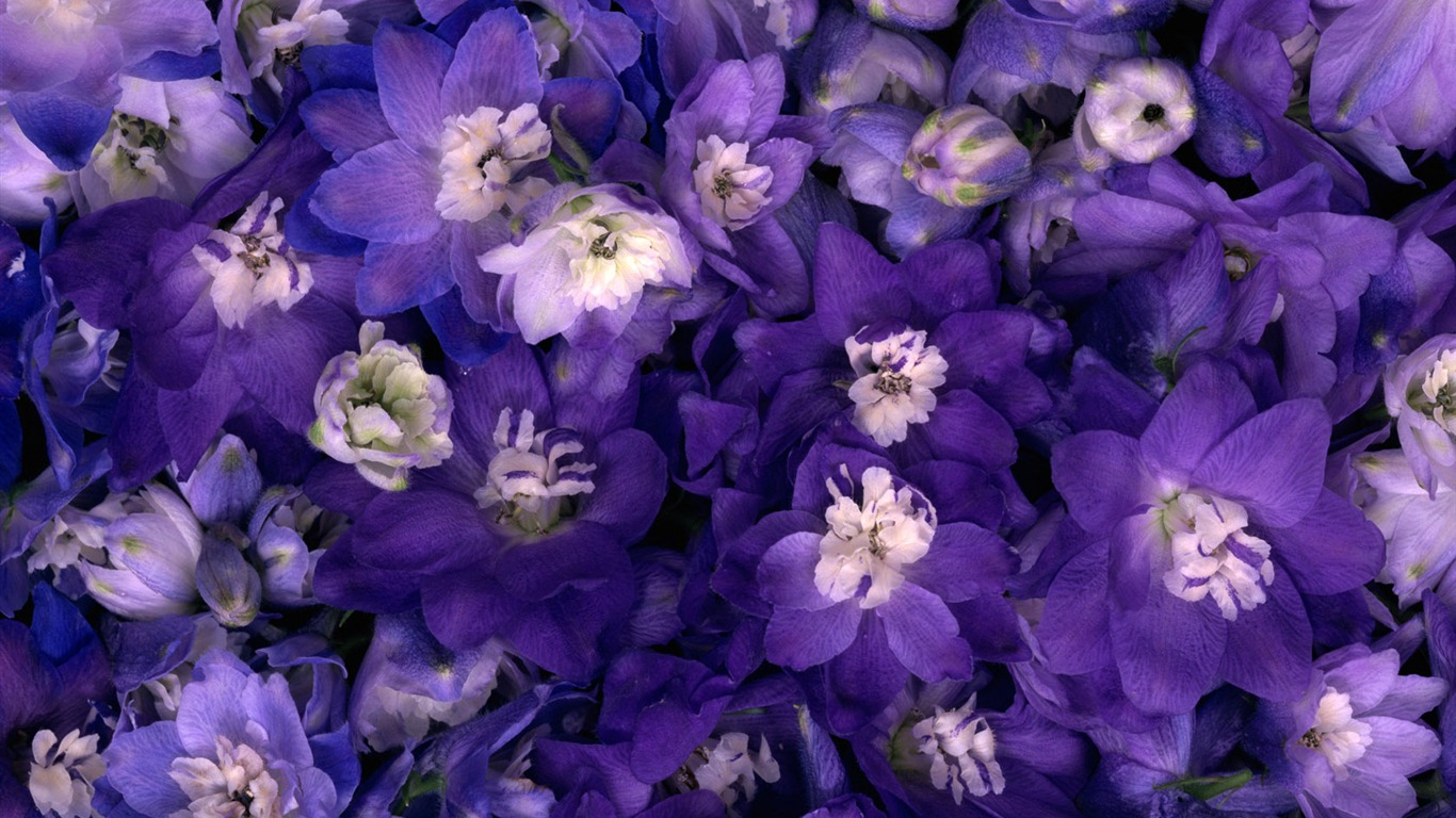 1680鮮花綠葉背景 壁紙(一) #9 - 1366x768