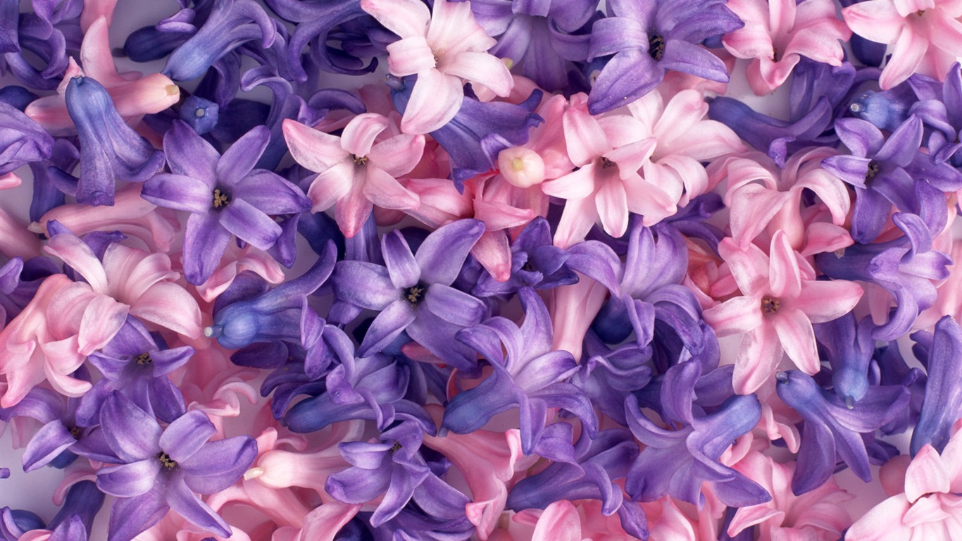 1680鮮花綠葉背景 壁紙(一) #11 - 1366x768