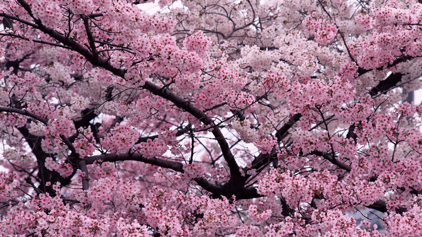 1680鮮花綠葉背景 壁紙(一) #13 - 1366x768