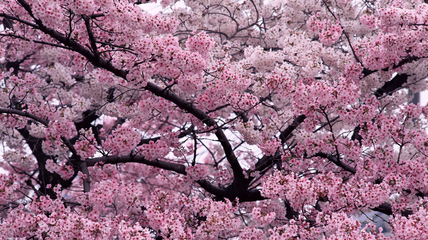 1680鲜花绿叶背景 壁纸(一)13 - 1366x768