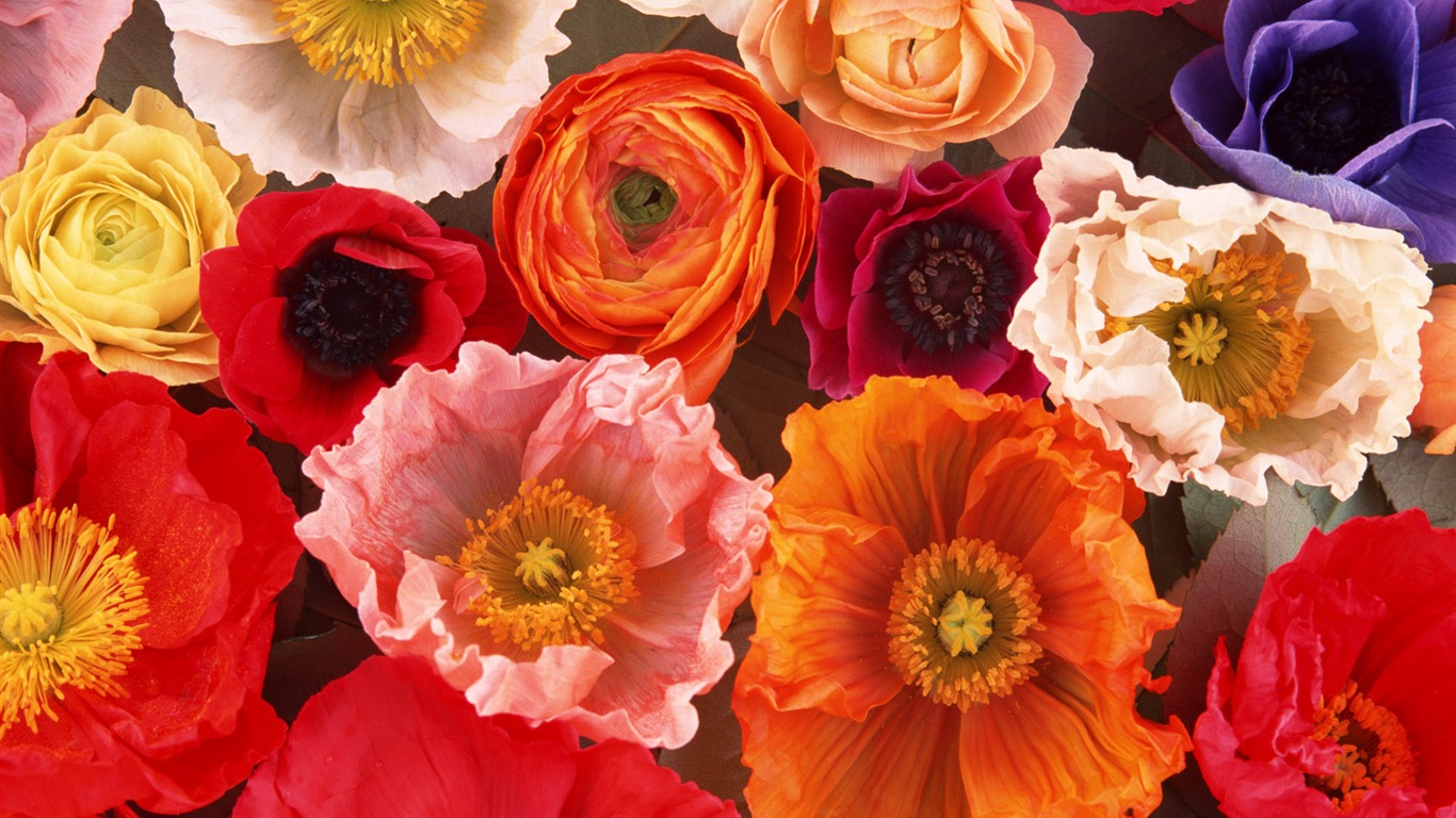 1680 flowers green leaf background wallpaper (1) #15 - 1366x768