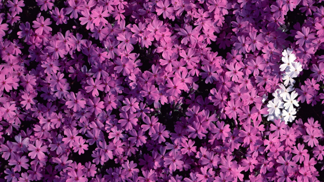 1680 꽃 녹색 잎 배경 벽지 (1) #17 - 1366x768