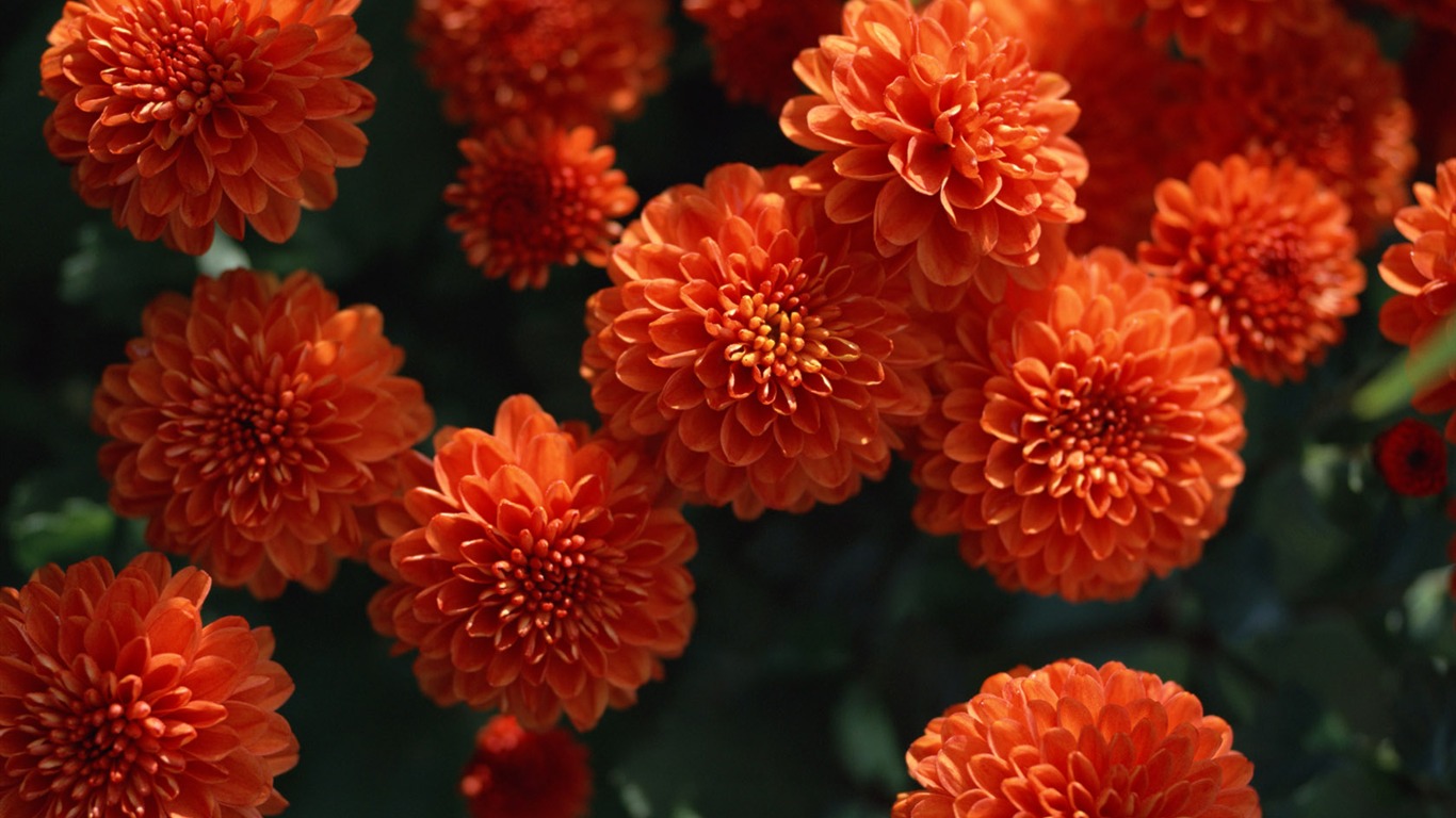 1680鮮花綠葉背景 壁紙(一) #18 - 1366x768