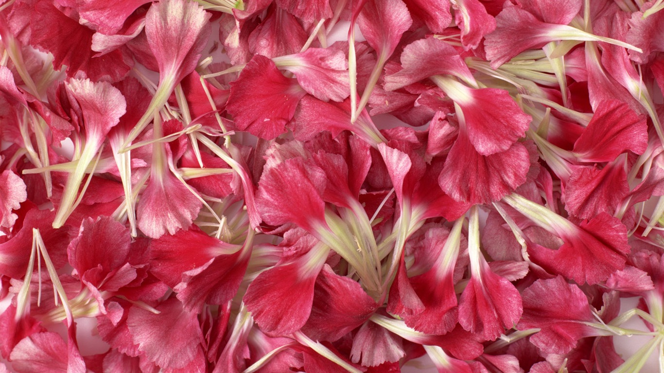 1680 fleurs vertes feuilles fond d'écran (2) #3 - 1366x768