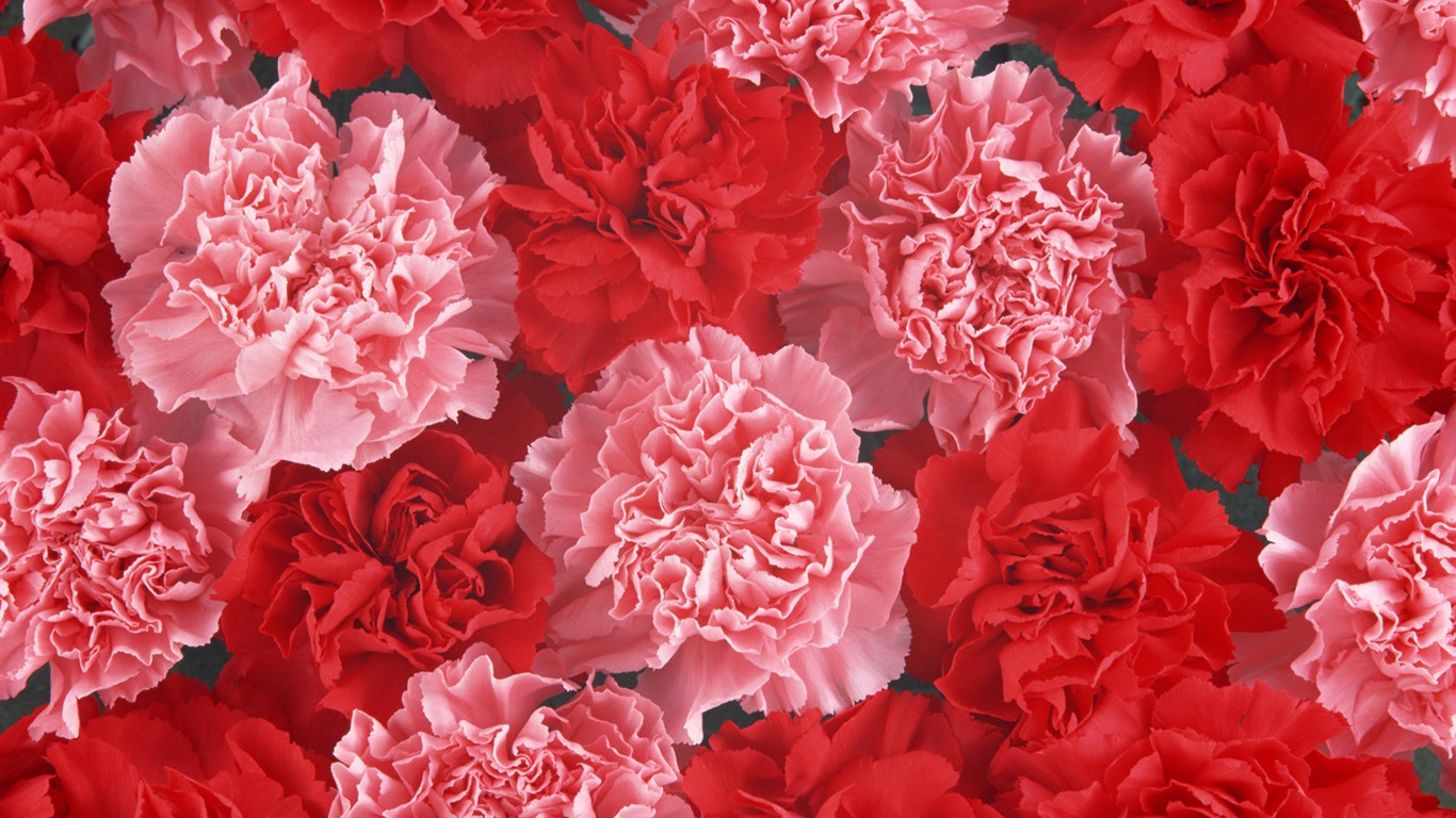 1680鮮花綠葉背景 壁紙(二) #5 - 1366x768