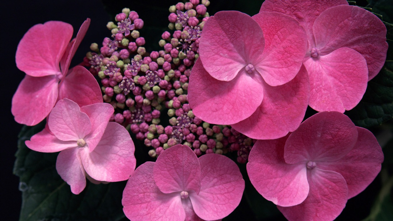 1680鮮花綠葉背景 壁紙(二) #11 - 1366x768