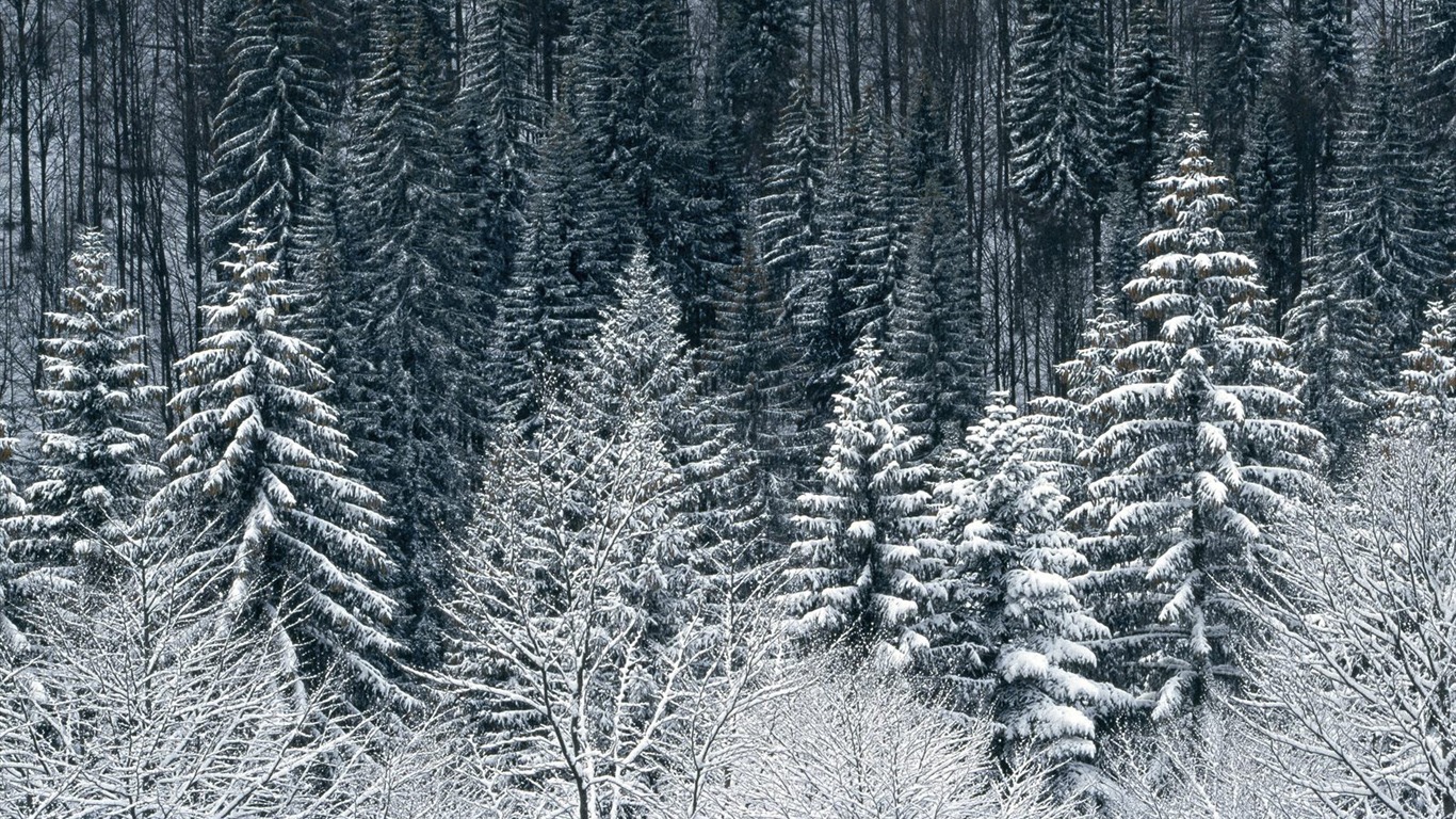 Snow wallpaper collection (4) #20 - 1366x768