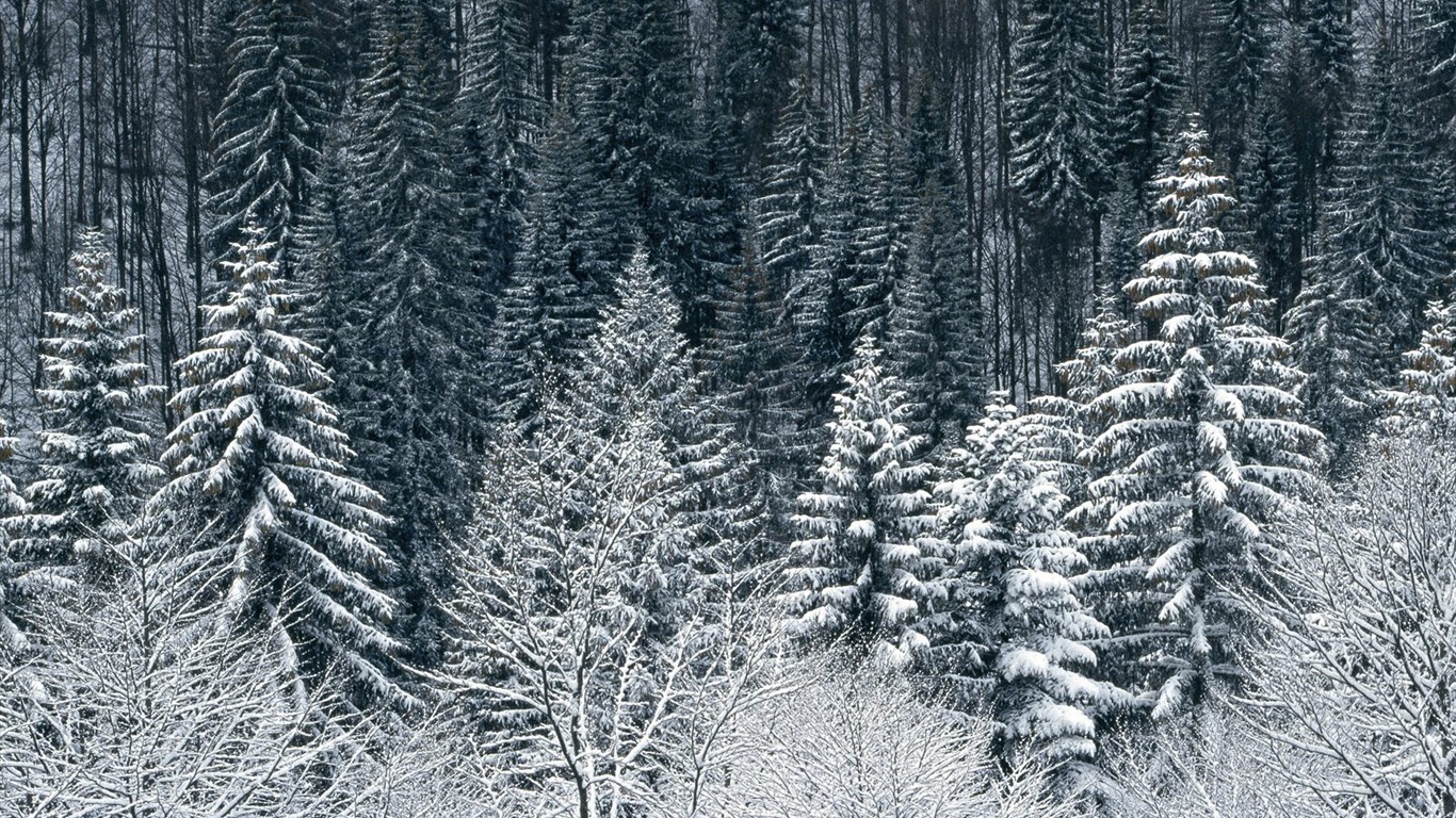 Sníh tapety sbírka (4) #20 - 1366x768