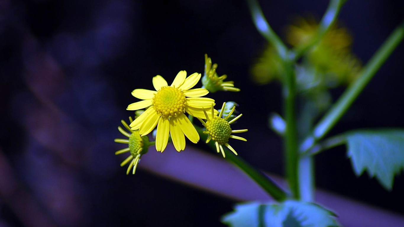 Flowers macro close-up (yt510752623 works) #3 - 1366x768