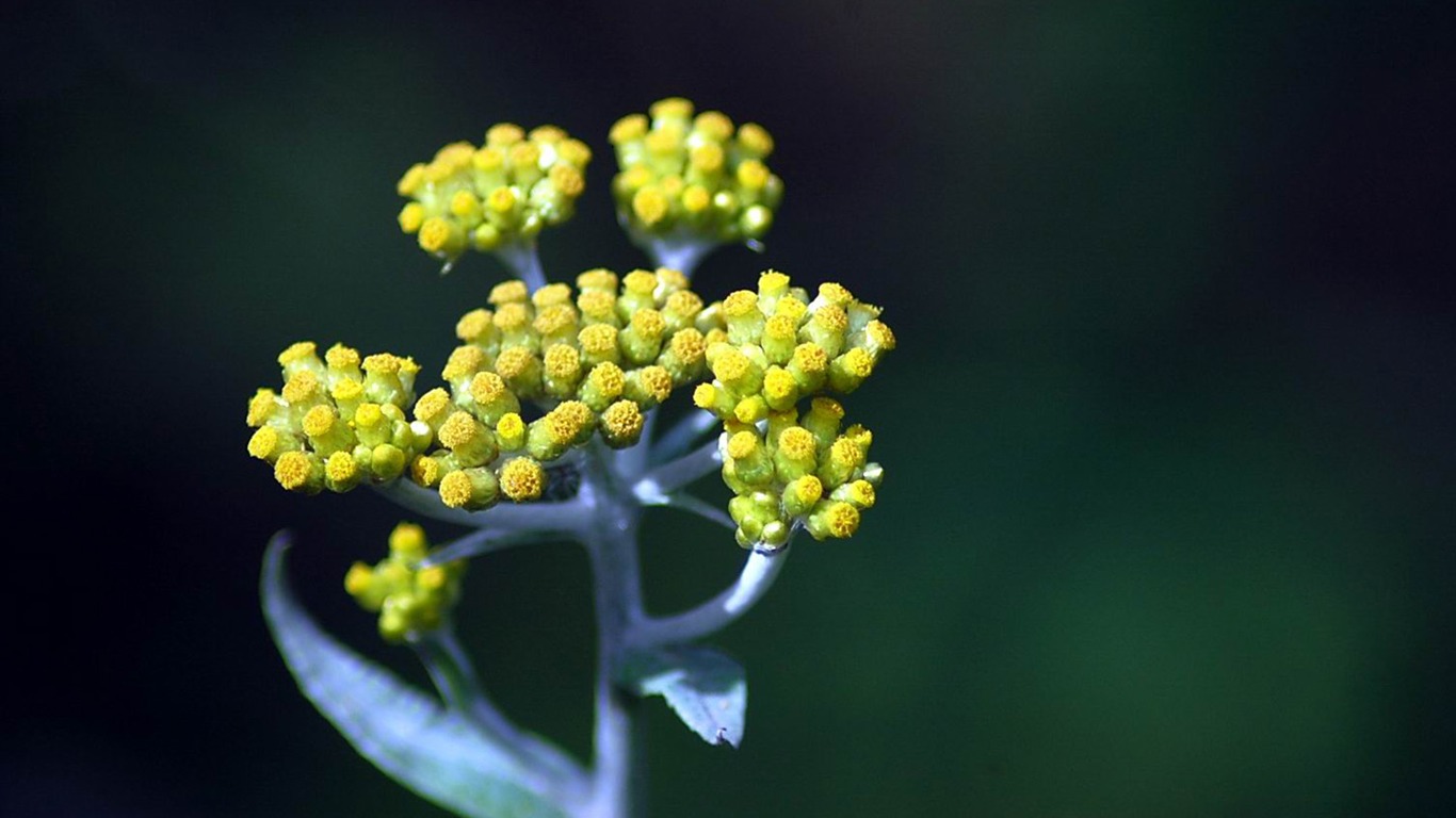 Flowers macro close-up (yt510752623 works) #6 - 1366x768