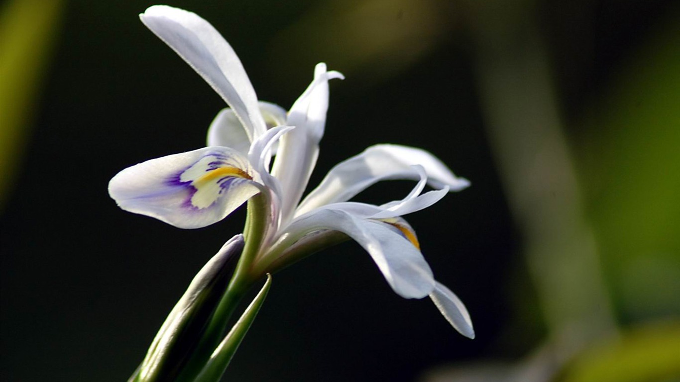 Flowers macro close-up (yt510752623 works) #11 - 1366x768