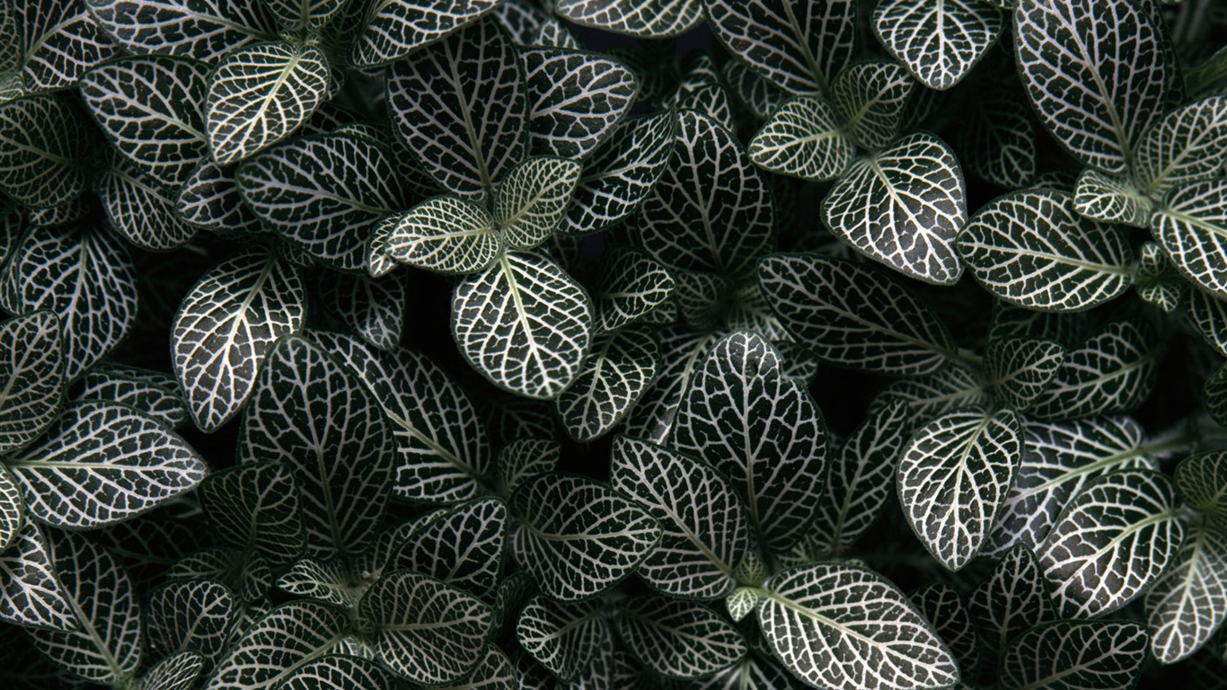 1680 꽃 녹색 잎 배경 벽지 (3) #3 - 1366x768