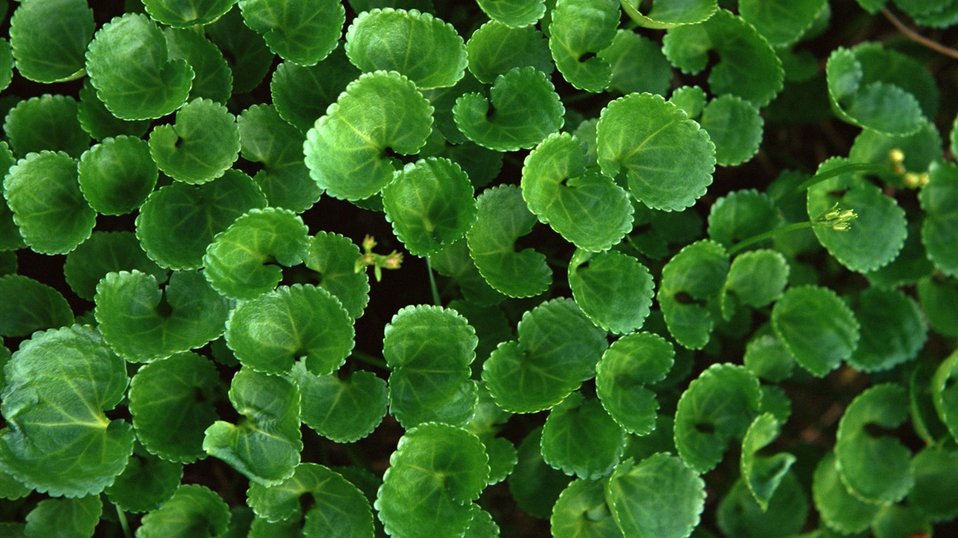 1680 꽃 녹색 잎 배경 벽지 (3) #6 - 1366x768