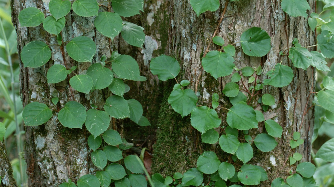 1680 꽃 녹색 잎 배경 벽지 (4) #15 - 1366x768