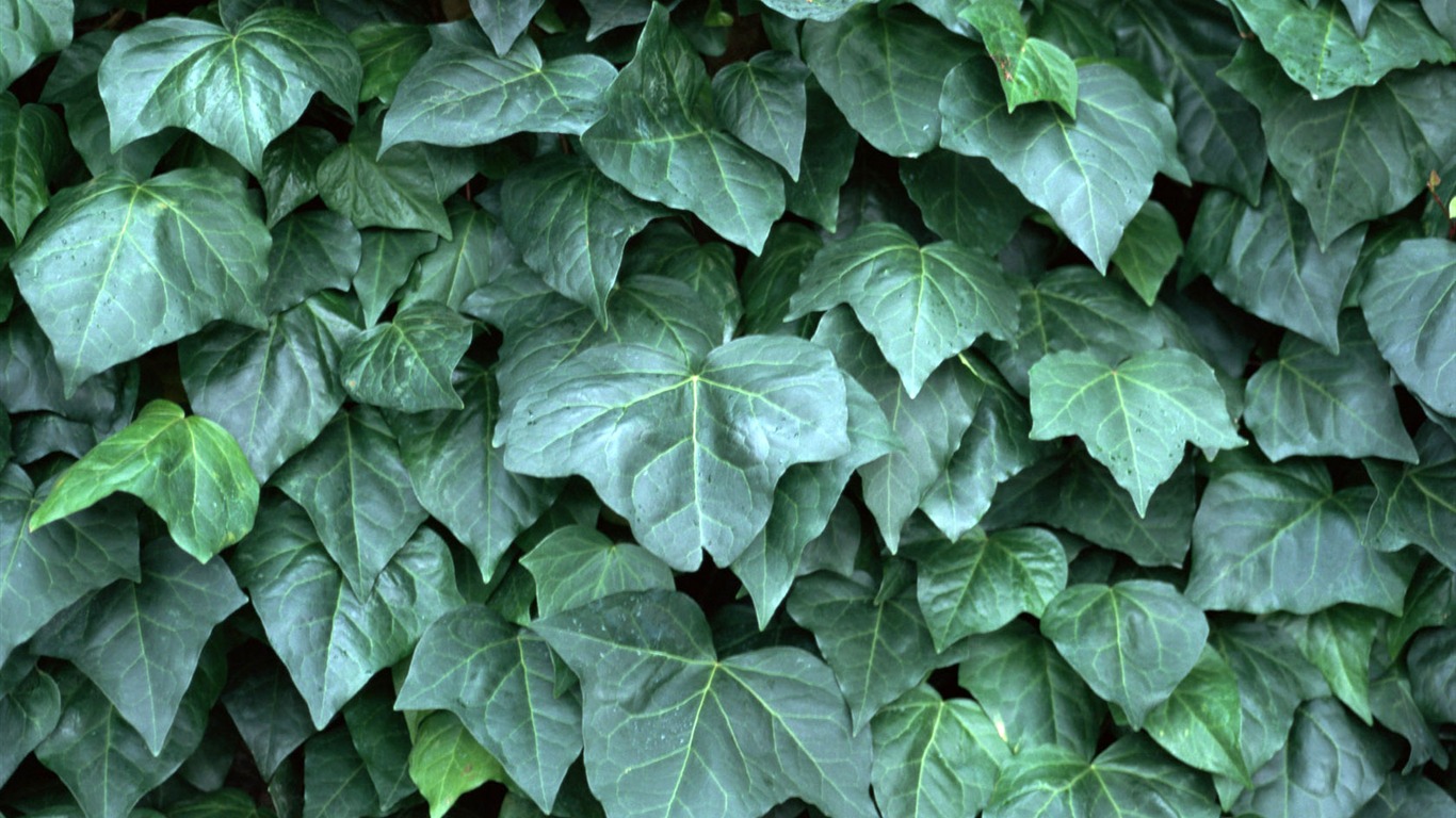 1680 꽃 녹색 잎 배경 벽지 (4) #16 - 1366x768